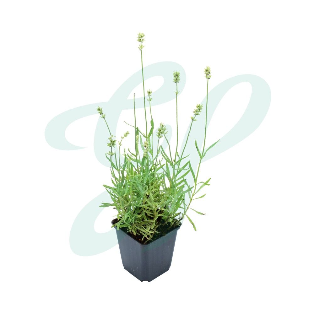 Lavandula angustifolia Edelweiss